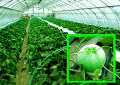 Melón y cultivo en invernadero Invernadero en Yubari