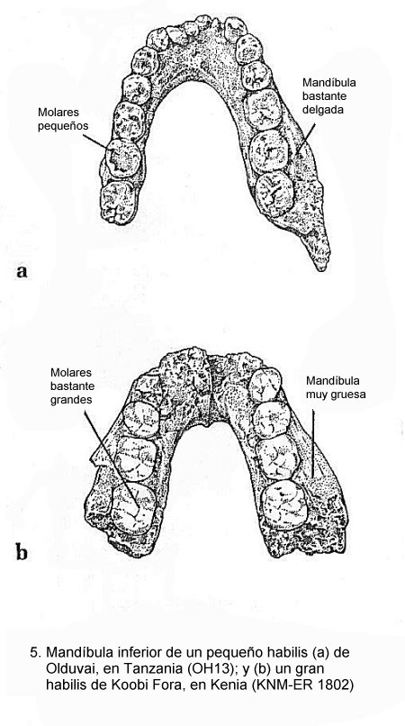homo habilis