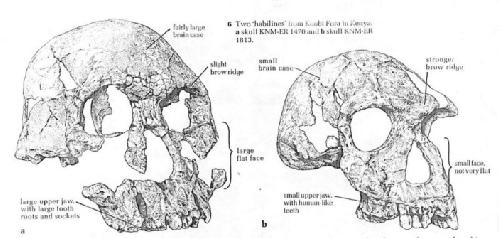 Los Hábilis son un grupo de homínidos que vivieron en África oriental hace entre 2 y 1,5 millones de años. Por su tamaño, tienen cerebros mucho mayore
