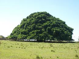 Guacari, arbol gigante y frondoso GUACARI, No todos los días se pierde la noción de la realidad sin desprenderse de ella